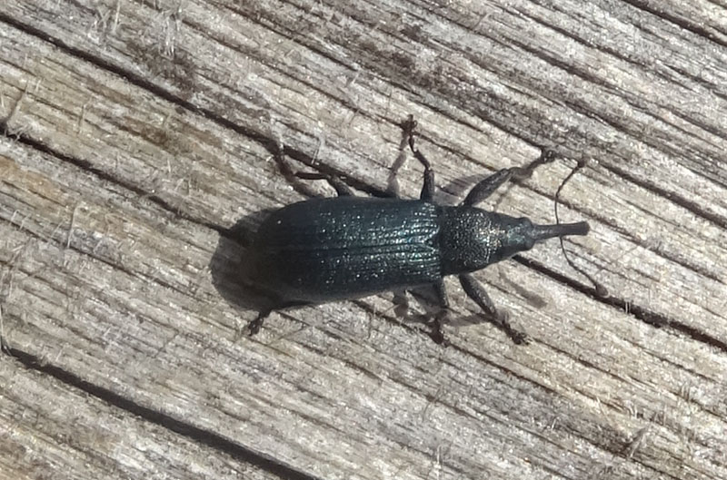 Curculionidae o Apionidae ?